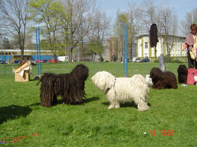 Klubová výstava Ostrava 035.jpg